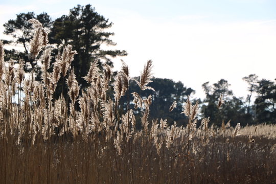 Sunlit Grasses © Wildflower Whispers