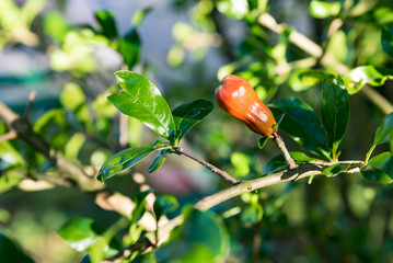 Red flowers of the Melograno tree