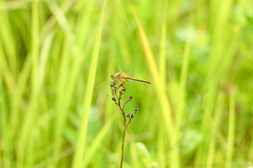 Close-up of a dragonfly sitting on the grass on a blurred background of a summer landscape with green grass and in the sun