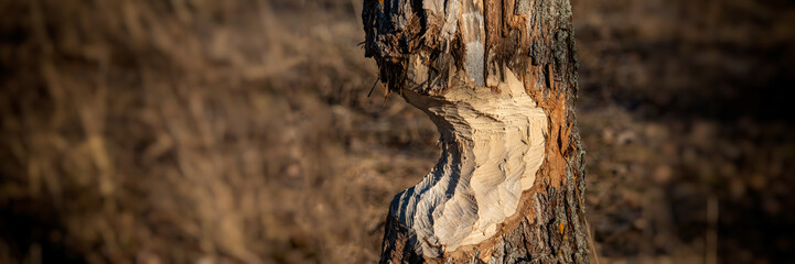 tree trunk nibbled by beavers on the river bank. - obrazy, fototapety, plakaty