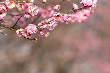 Red flower plum blossoms in Urban Agricultural Park in Adachi city, Tokyo, Japan