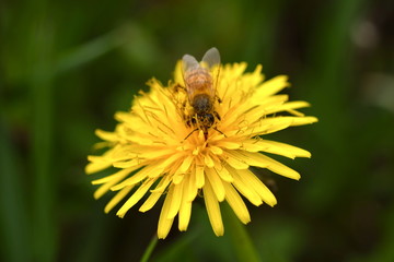 bee in the flower