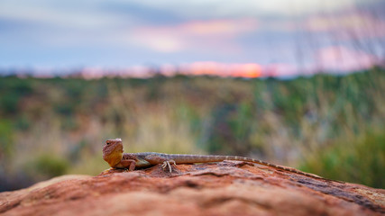 lizard in the sunset of kings canyon, northern territory, australia 8