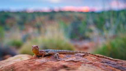 lizard in the sunset of kings canyon, northern territory, australia 13