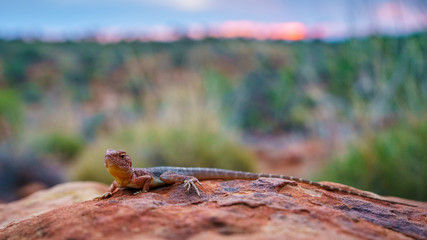 lizard in the sunset of kings canyon, northern territory, australia 14