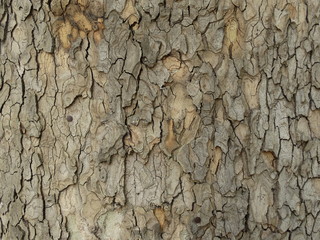 Close View of a Tree Bark