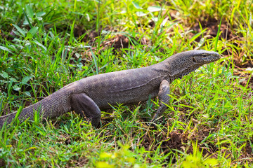 Water monitor lizard. Yala National Park. Sri Lanka.