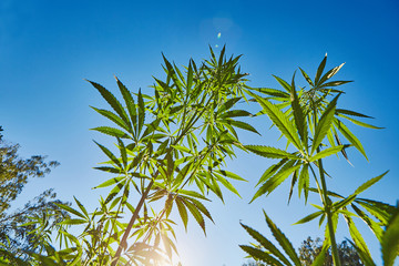Beautiful still life with copy space of marijuana plant on blue sky background