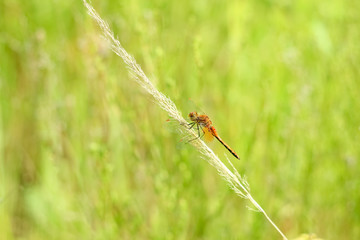 Close-up of a dragonfly sitting on the grass on a blurred background of a summer landscape with green grass and in the sun