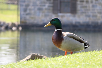 Mr. Mallard