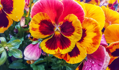 wet pansy flowers (viola tricolor) on a flower bed after rain close up floral background