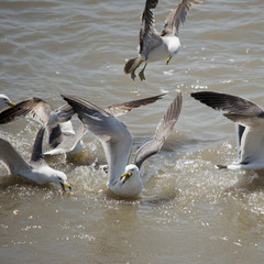 WHITE RING-BILLED SEAGULL BIRDS FLYING OVER OCEAN WATER