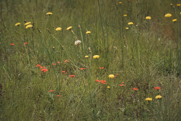 Wild flowers in spring, Patagonia, Argentina