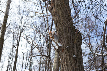 squirrel on a tree in a park in winter