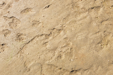 dog footprints on the wet sand close up abstract background texture