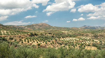 Fototapeta na wymiar Wind Farm and Olive field with blue sky and clouds at Crete Island, Greece