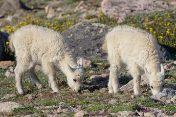 Obraz premium Wild Mountain Goats of the Colorado Rocky Mountains