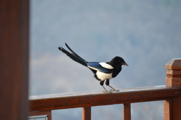 EURASIAN COMMON MAGPIE PICA PICA BIRD WITH MOUNTAIN BACKDROP
