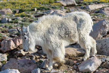 Wild Mountain Goats of the Colorado Rocky Mountains