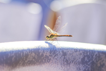 Close-up of a dragonfly sitting on a table on a blurred background of a summer landscape with green grass and in the sun