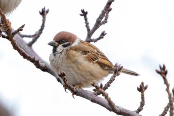 Sparrow of Urban Agricultural Park in Adachi city, Tokyo, Japan