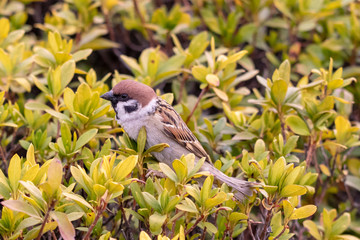 Sparrow of Urban Agricultural Park in Adachi city, Tokyo, Japan