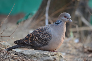 Obraz premium BROWN INDIAN SPOTTED DOVE SPILOPELIA CHINENSIS BIRD