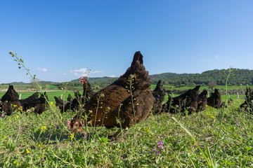 Free range Egg Chickens grazing at chicken farm. This is brahma egg chickens grazing outside...