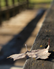 Isolated leaf on Fence