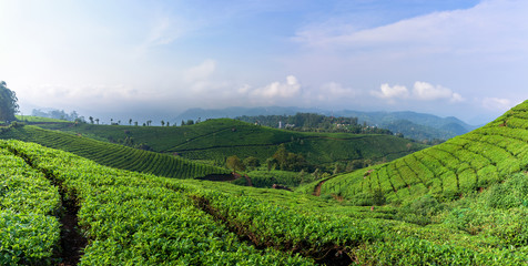 Fototapeta na wymiar Panoramic beautiful tea plantations in hills near Munnar, Kerala, India.
