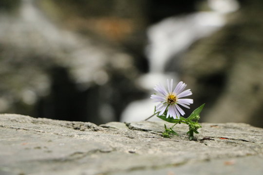 Bloom at the Falls