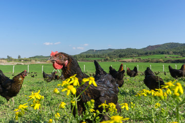 Free range Egg Chickens grazing at chicken farm. This is brahma egg chickens grazing outside...
