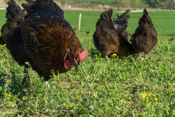 Free range Egg Chickens grazing at chicken farm. This is brahma egg chickens grazing outside...