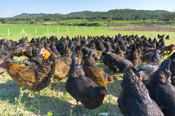 Free range Egg Chickens grazing at chicken farm. This is brahma egg chickens grazing outside...