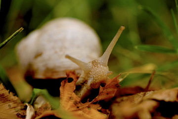 snail