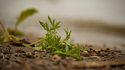 seaweed on the beach