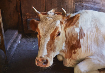 Happy cow in willage house barn is laying sleeping and relaxing