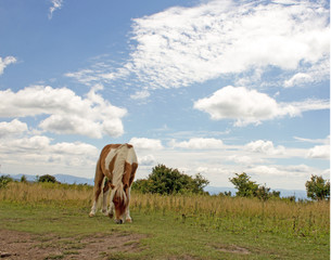 Horse grazing with blue sky