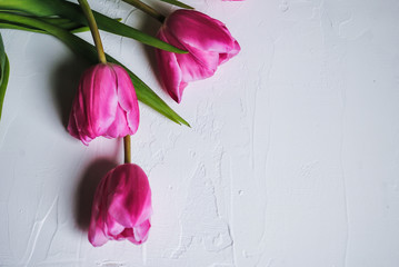 Pink tulips, buds