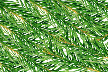 Christmas, New Year, Winter border with realistic branches of Christmas tree