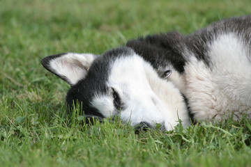 Obraz premium Husky liegt auf dem Rasen