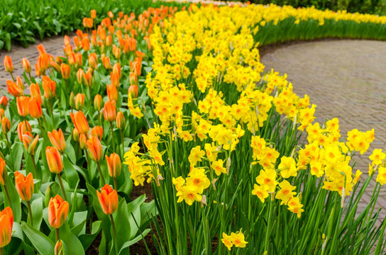 Flower bed with yellow daffodil flowers blooming in the Keukenhof spring garden from Lisse- Netherlands.;