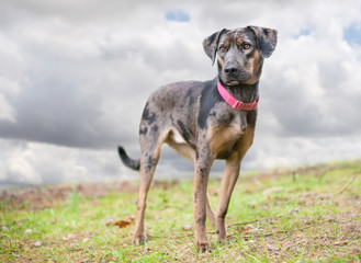 A merle Catahoula Leopard Dog mixed breed dog outdoors wearing a red collar