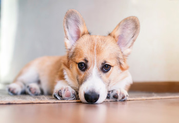  funny portrait of cute little red puppy dog Corgi lying on the floor and looking dreamily forward