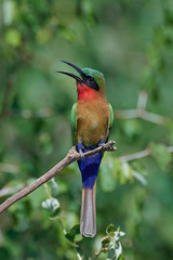Red-throated bee-eater (Merops bulocki)