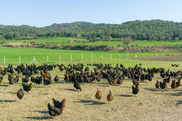 Free range Egg Chickens grazing at chicken farm. This is brahma egg chickens grazing outside...