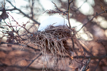 bird nest covered by snow 