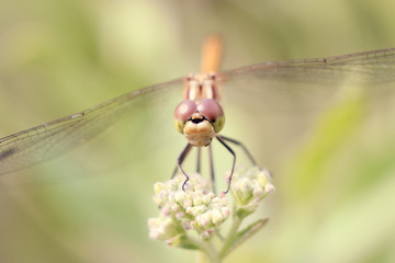 Close-up of a dragonfly sitting on the grass on a blurred background of a summer landscape with green grass and in the sun