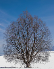 Big and wide tree standing in the snow environment