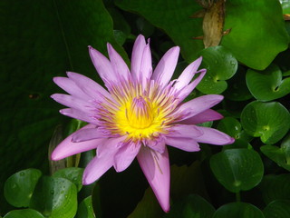 fleur nenuphar lily flower